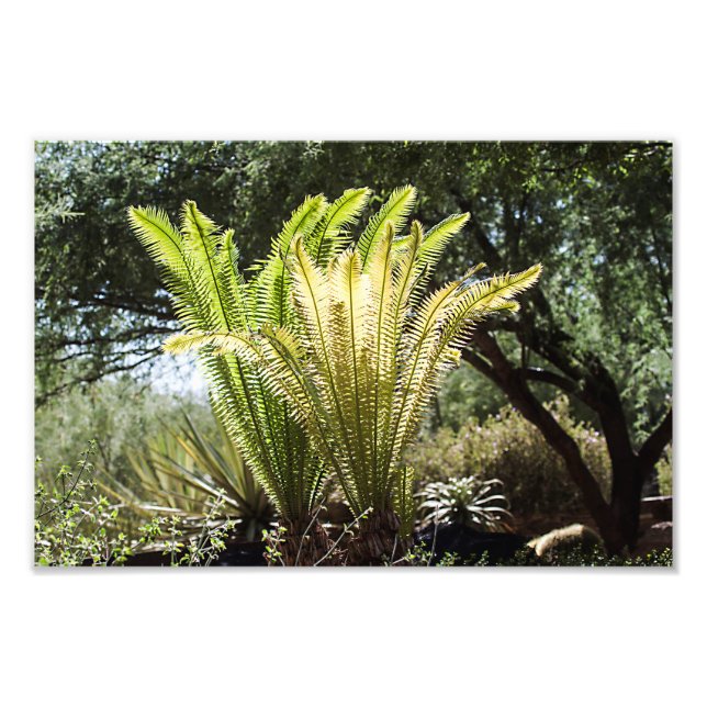 Foto Palmas retroiluminadas (Frente)