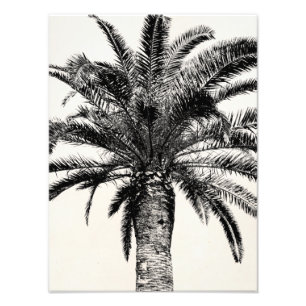 Foto Palmeira tropical retro da ilha em preto e branco