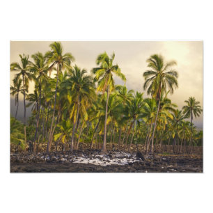 Foto Palmeiras, Parque Histórico Nacional Pu'uhonua o