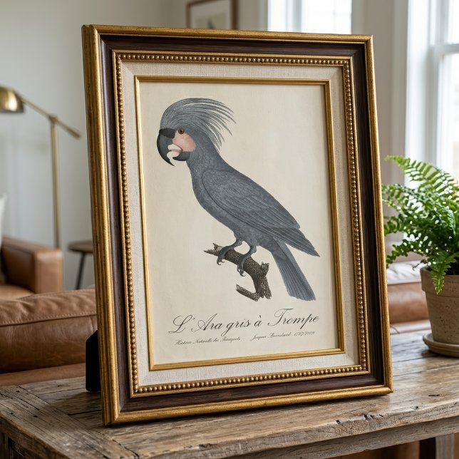Foto Palmito-preto, Probosciger aterrimus (Great Black Palm Cockatoo, Probosciger aterrimus. Photo Print )
