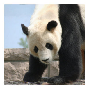 Foto Panda20170506_by_JAMFoto