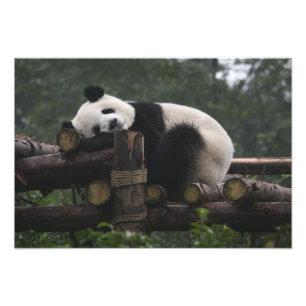 Foto Pandas gigantes na Proteção do Panda Gigante