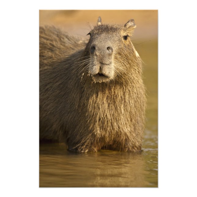 Foto Pantanal, Brasil, Capivara, Hydrochoerus (Frente)