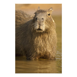 Foto Pantanal, Brasil, Capybara, Hydrochoerus
