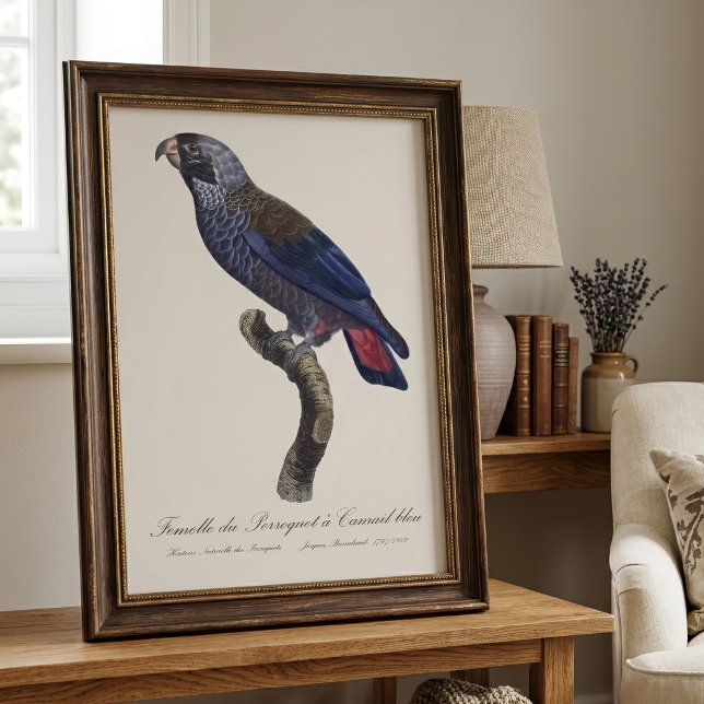 Foto Papagaio-cinza, Pionus fuscus (Dusky Parrot or Dusky Pionus, Pionus fuscus. Photo Print)