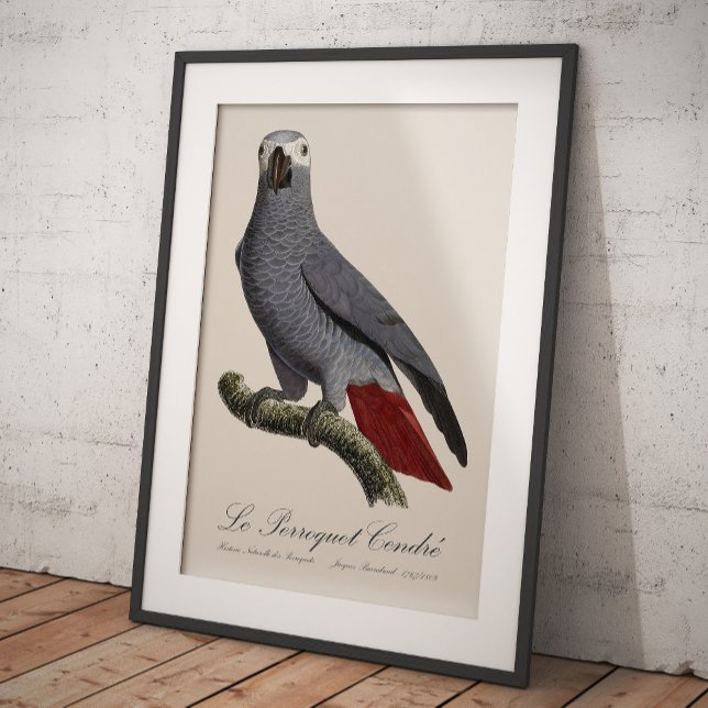 Foto Papagaio cinzento africano, Psittacus erithacus, v (Le Perroquet Cendre - 19th century illustration. Photo Print)