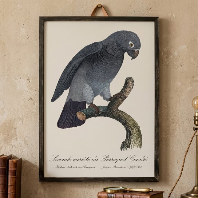 Foto Papagaio-Cinzento-de-Timneh, Psittacus Timneh (Timneh African Grey Parrot, Psittacus Timneh. Photo Print)