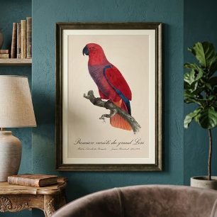 Foto Papagaio Eclectus de Vosmaer, Eclectus Roratus Vos