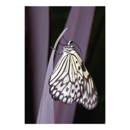 Foto Papagaio em agave roxa