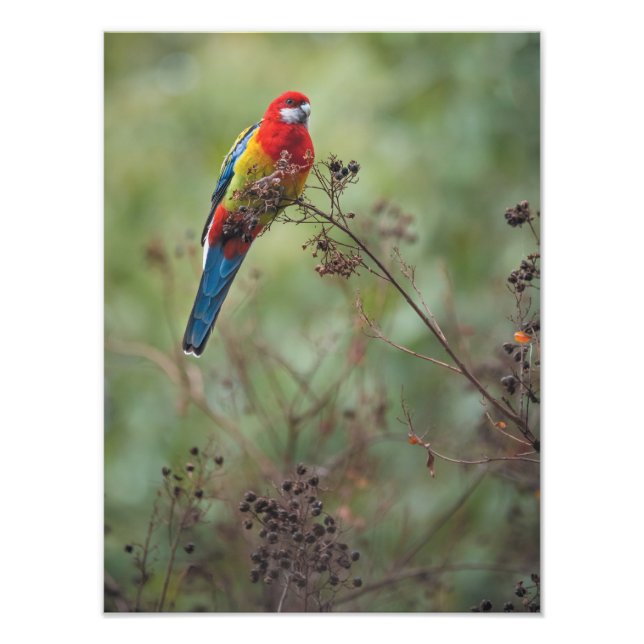 Foto Papagaio Rosella Oriental - impressão de fotografi (Frente)