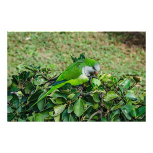 Foto Papagaio verde