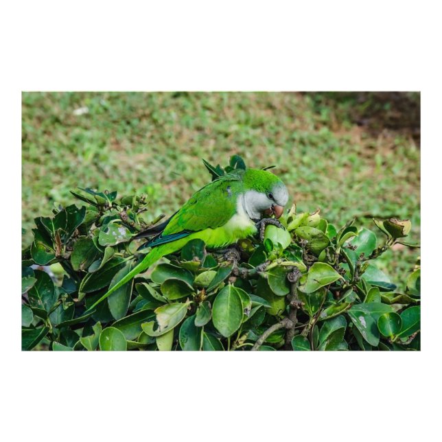 Foto Papagaio verde (Frente)