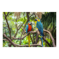 Papagaios Araras Coloridos Empoleirados Juntos
