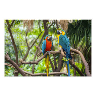 Foto Papagaios Araras Coloridos Empoleirados Juntos