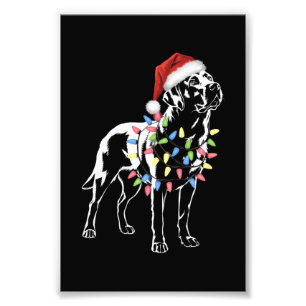 Foto Papais noeis Labrador Retriever Natal Light Dog Lo