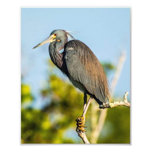 Foto Papel Fotográfico do Bird Perfect 8 x 10 Kodak Pro (Frente)