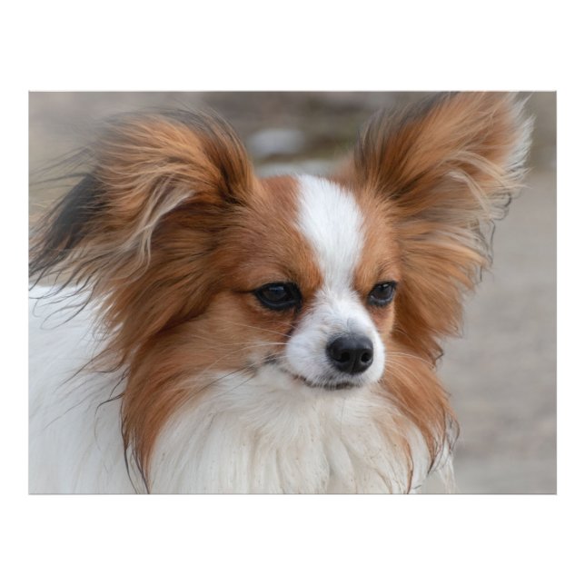 Foto Papillon Dog Portrait (Frente)