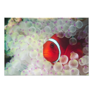 Foto Papua-Nova Guiné, Grande Barreira de Coral,