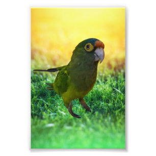 Foto Paqueta. Aratinga Canicularis / Papillero