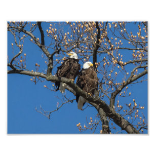 Foto Par Bald Eagle