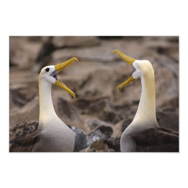 Foto Par de albatroz-ondulado (Phoebastria irrorata) (Frente)
