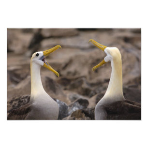 Foto Par de albatroz ondulado Phoebastria irrorata)