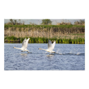 Foto Par de cisnes da tundra decolando para