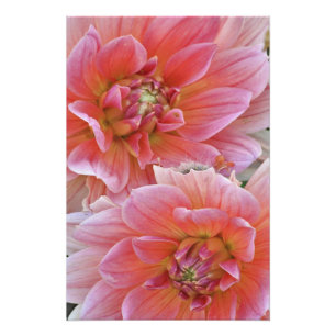 Foto Par de flores de Dahlia, Dahlia spp. ,