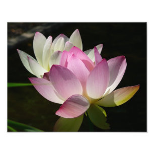 Foto Par de Flores de Lotus II
