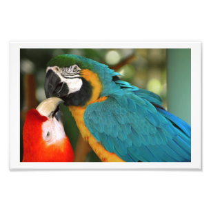 Foto Par de Macaws Kissing