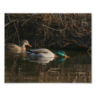 Foto Par de Patos Mallard alimentando Impressão de fot