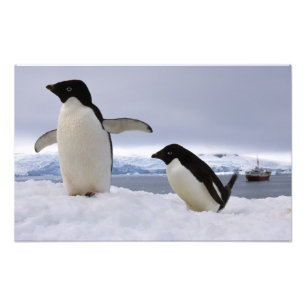 Foto Par de pinguins Adelie Antártida