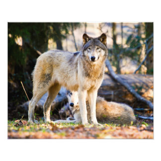 Foto Par de Wolves Photo Impressão