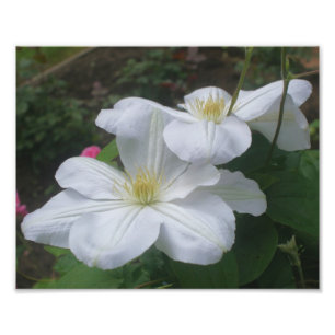 Foto Par Flor Branco Clematis 8x10