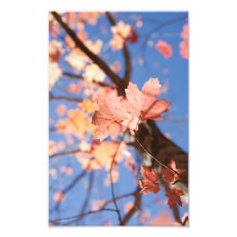 Foto Para cima, nas folhas