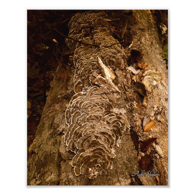 Foto Parada de Tailfeather (Frente)