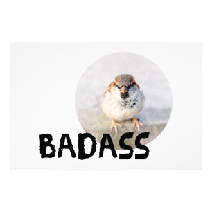 Foto Pardal - Badass