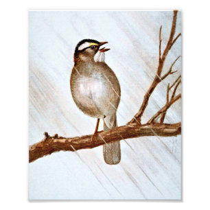 Foto Pardal Throated branco