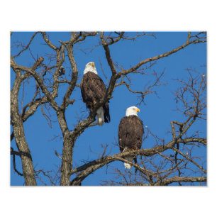 Foto Pares da águia americana