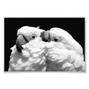 Foto Pares de cockatoos do guarda-chuva