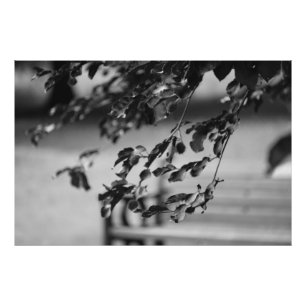Foto Park Bench