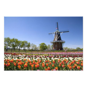 Foto parque da Ilha Windmill com tulipas em flor em