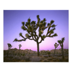 FOTO PARQUE NACIONAL DE JOSHUA TREE, CALIFÓRNIA. EUA.