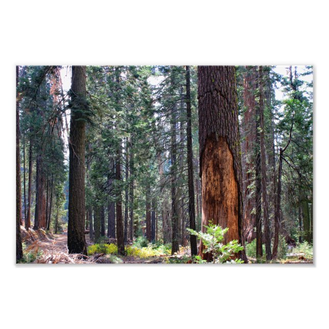 Foto Parque Nacional do Kings Canyon (Frente)