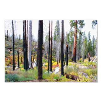 Foto Parque Nacional do Kings Canyon