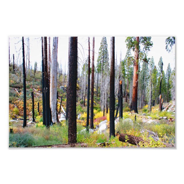 Foto Parque Nacional do Kings Canyon (Frente)