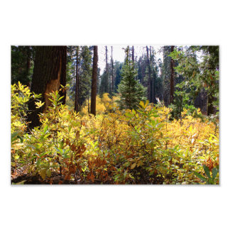 Foto Parque Nacional do Kings Canyon