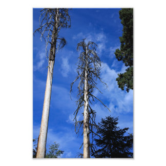 Foto Parque Nacional do Kings Canyon