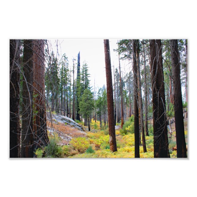 Foto Parque Nacional do Kings Canyon (Frente)