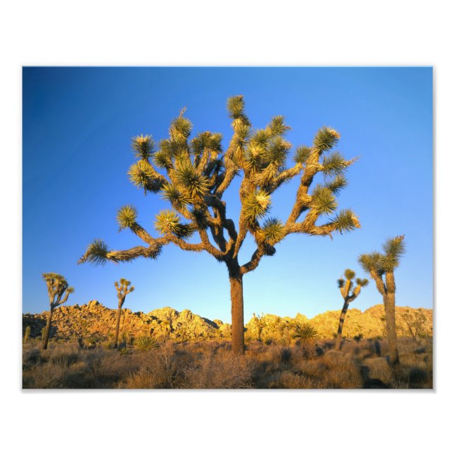 Foto Parque Nacional Joshua Tree, Califórnia. EUA. (Frente)